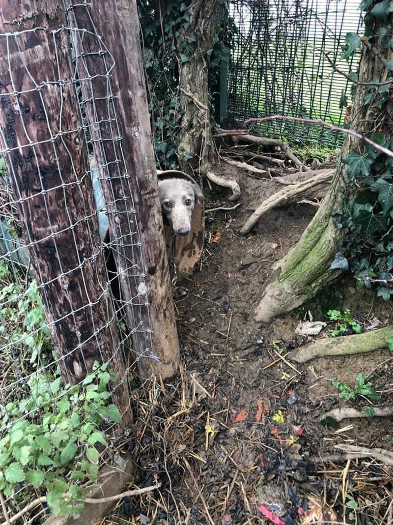 Dog seized by gardaí and animal welfare officers