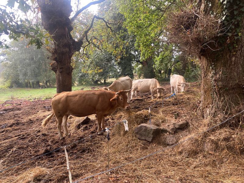 There were small farms of cows, with old-fashioned milking parlours, rusting farm equipment, as well as yards with pigs and dogs and mules