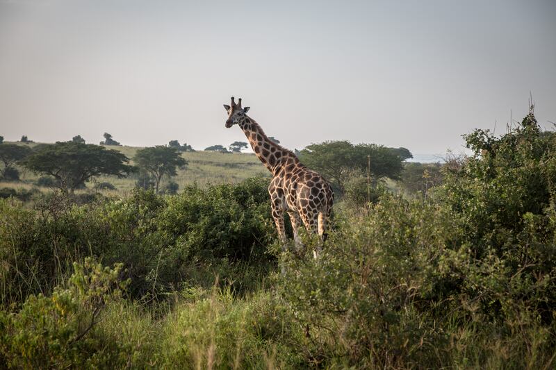 A giraffe, pictured at Murchison Falls, Uganda’s biggest national park. Photograph: Sally Hayden