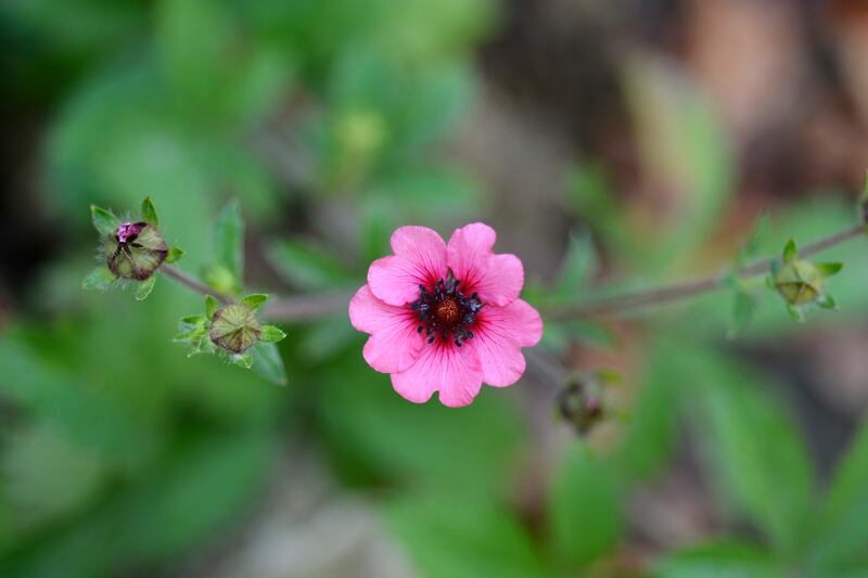 Cinquefoil Melton fire flowers . Latin name: Potentilla Melton Fire