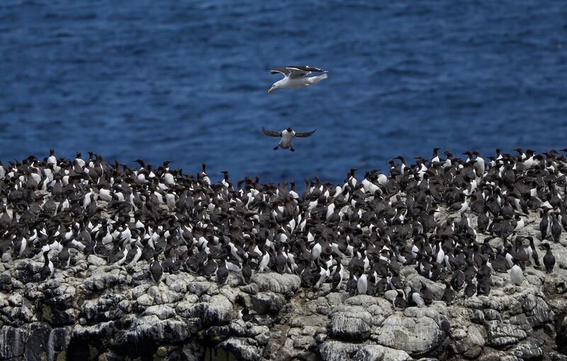 Rathlin Island: A guillemot returns to land in a densly packed breeding colony on a sea stack as a great black gull cruises above, looking for an easy snack. Photograph: Nick Bradshaw