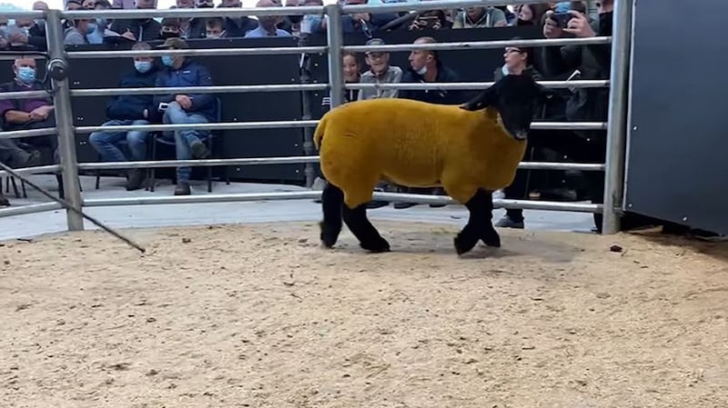 Handout photo issued by Blessington Mart of the ram that was bought for €44,000, the largest amount ever paid for a ram at a sale in the Republic of Ireland. Photograph: Blessington Mart/PA Wire