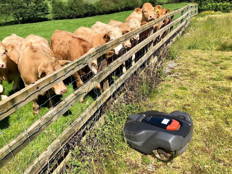 Summer Pix 2019: you say moo, I say mow! Photograph: Barry Robinson