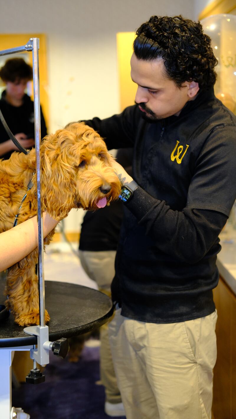 Pet guests enjoy pampering and grooming courtesty of Woofglam 