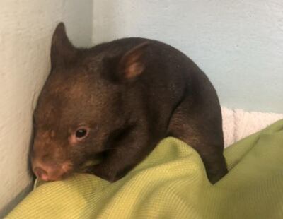 Eóghan, the wombat, was rescued as a baby.