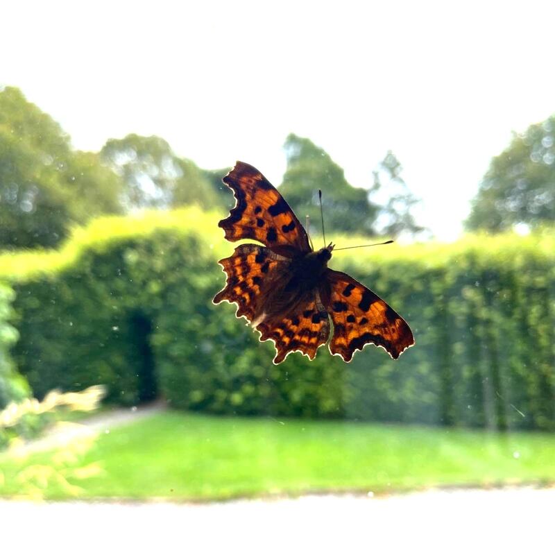 Comma butterflies are relatively new to the Irish landscape. Photograph: P McGinty