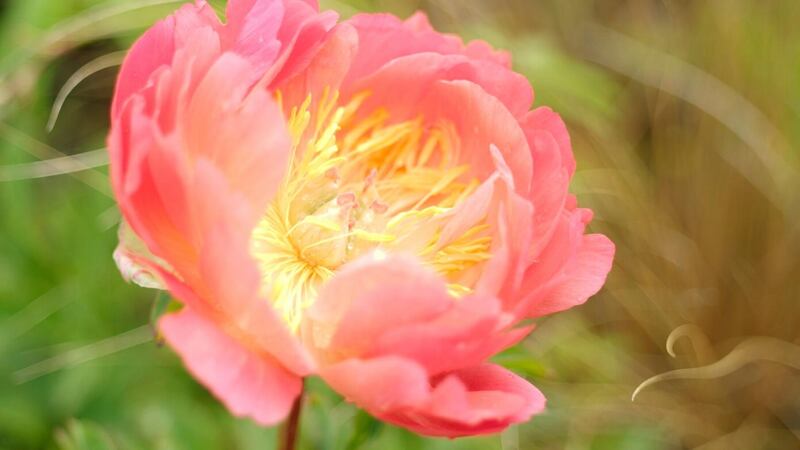 Paeony in flower. Photograph:  Richard Johnston