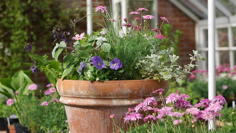 Summer bedding plants in a pot. Photograph: Richard Johnston