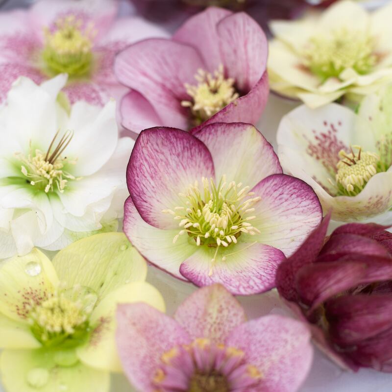 Hellebores