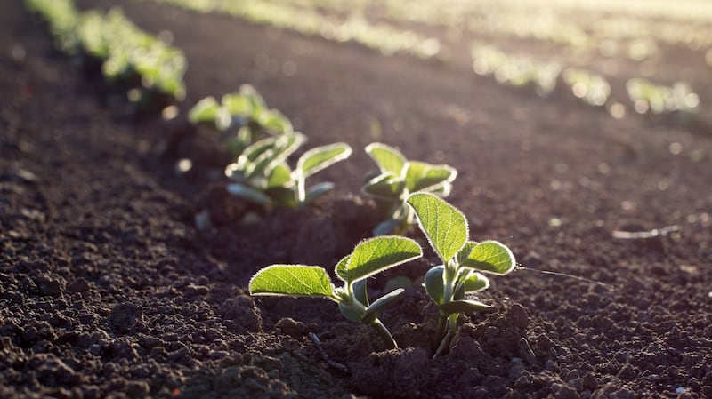 Microgen’s proprietary microbiome technology blocks the uptake of heavy metals by crops on land that has been contaminated