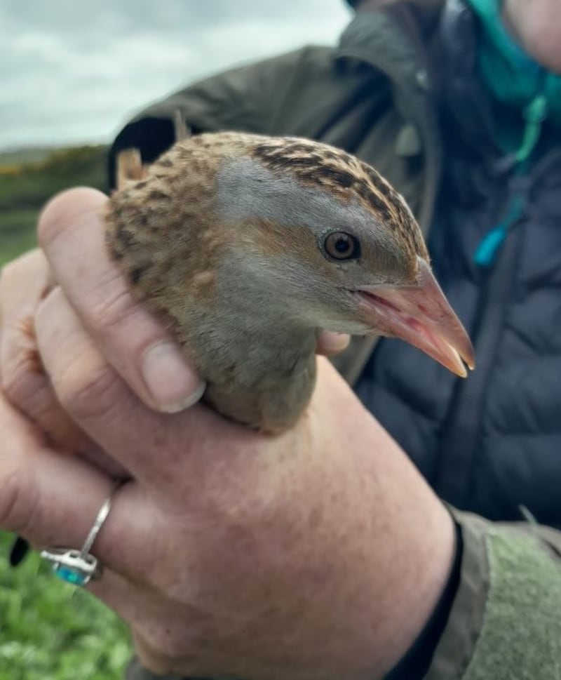 A corncrake captured during the annual survey of its numbers. Photograph NPWS