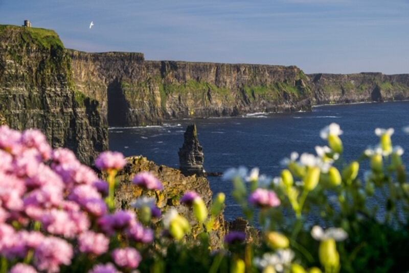 8.21pm, May 22nd: O’Brien’s Tower can be seen in the top left with sea pink and sea campion flowers in the foreground.  It is a round stone tower near the midpoint of the cliffs, built in 1835 by Sir Cornelius O’Brien to capture the view of the cliffs