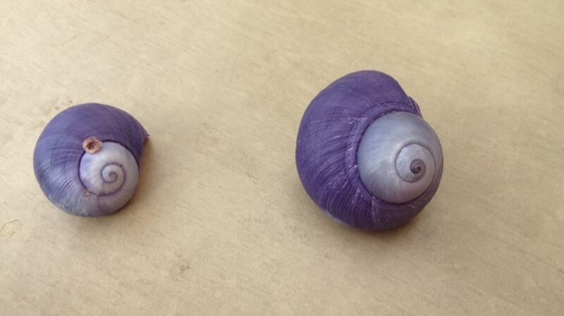 Janthina janthina, purple sea snails found in Donegal. Photograph: Susan McNamara