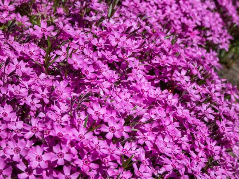Pink creeping phlox (Phlox subulata x douglasii). 