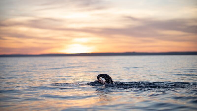 Sea swimming can rejuvenate the senses. Photograph: Inpho