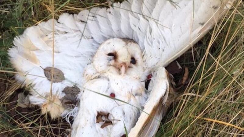 Eyes on nature: the barn owl that Mary Doorley found near Borrisokane, in Co Tipperary; it was probably struck by a vehicle