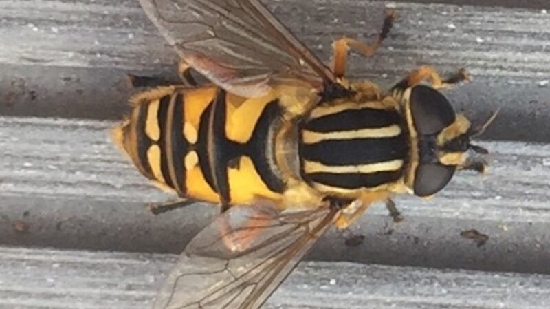 Brindled hoverfly