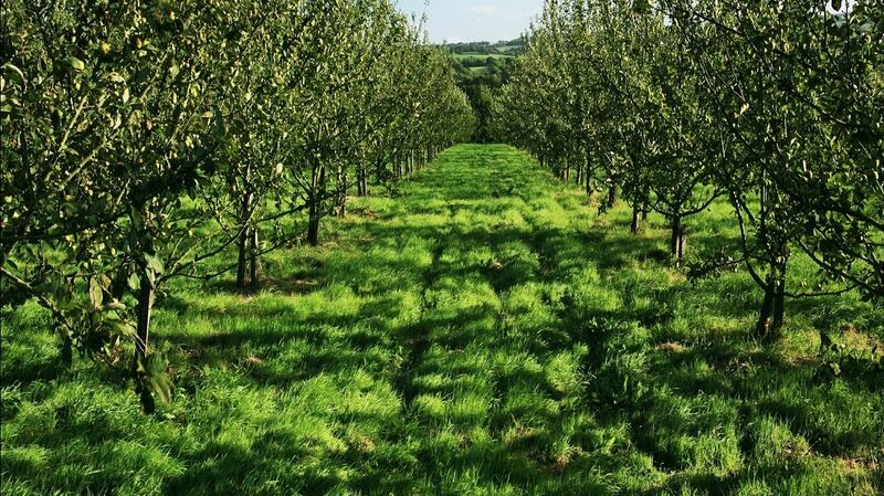 Longueville House orchard in Mallow, Co Cork