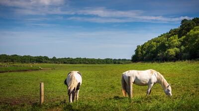 Coole Park, Galway. Short, but evocative circuit following walker friendly terrain through the woods and by the lake made famous in the poem by W.B. Yeats titled the The Wild Swans at Coole