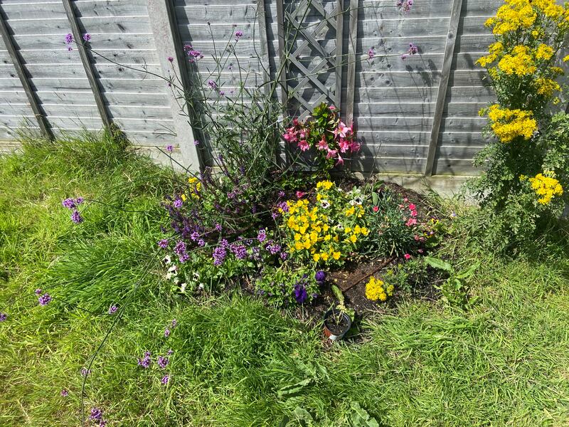 The Verbena is determined to take over the flowerbed. Photograph: Jennifer Cosgrove