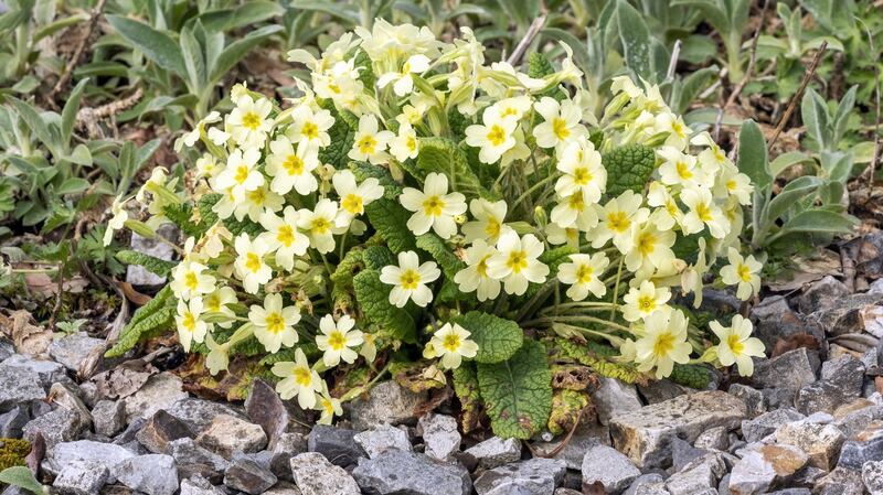 Primula.  Photograph: iStock