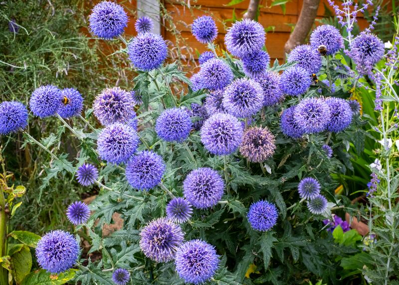 Pollinators adore Echinops while it also makes a great cut-flower. Photograph: iStock