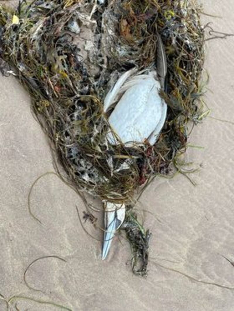 A dead gannet in Stradbally, Co. Kerry. Photograph: Randall Wharton/BirdWatch Ireland