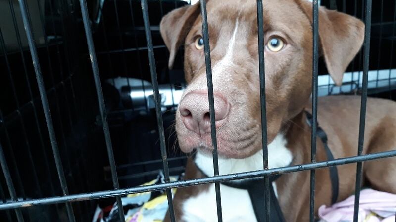 A puppy seized by Revenue officers at Dublin Port. Photograph: Revenue