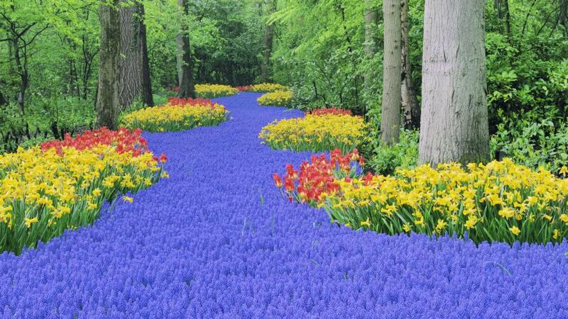 Bulbs in the Keukenhof gardens in The Netherlands, including grape hyacinths