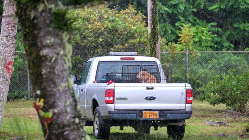A stray dog brought by a village mayor to Guam Animals In Need. Photograph: Anthony Henri Oftana/The New York Times
