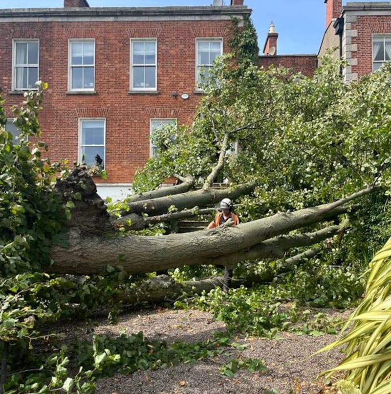 The fallen tree was the tallest on Palmerston Road in Rathmines, Dublin. Photograph: Conor Pope