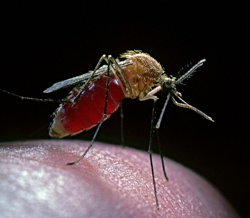 Skin crawling: a mosquito that has gorged on human blood. Photograph: Paul Starosta/Stone/Getty