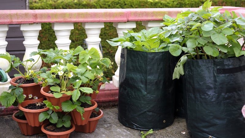 Work out which plants should go where based on which part of your balcony gets the most sunlight.