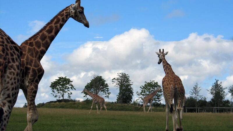 Giraffes at Fota Wildlife Park.  Fota Island near Carrigtwohill, Co Cork.