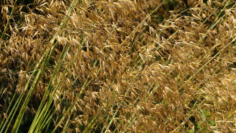 Ornamental grass stipa gigantea. Photograph: iStock