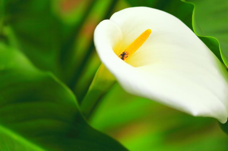 Peace Lily. Photograph: iStock