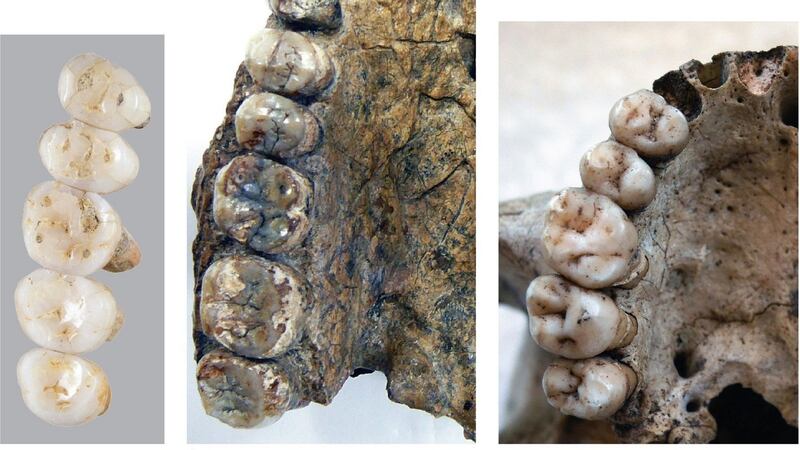 This image compares the fossil teeth of the  Homo Luzonesis and  Errectus Sapiensa found in Luzon Island, in northern Philippines. Photograph: Florent Detroit/AFP/Getty Images