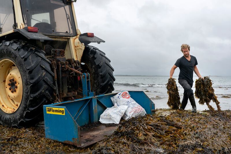 Cain Kilcullen harvesting seaweed. Photograph: Chris Maddaloni