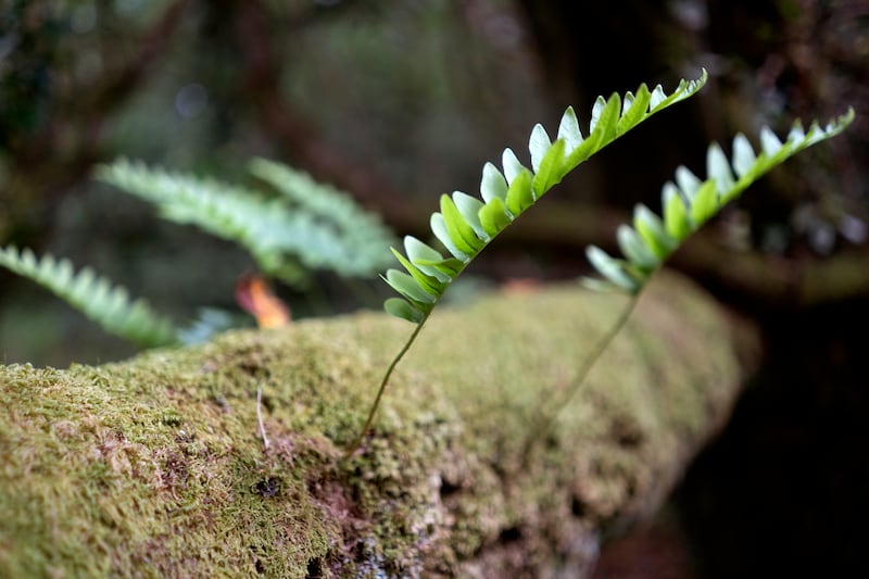 A polypody fern growing with moss in the lower part of Eoghan Daltun’s Beara property. Photograph: Chris Maddaloni/The Irish Times
