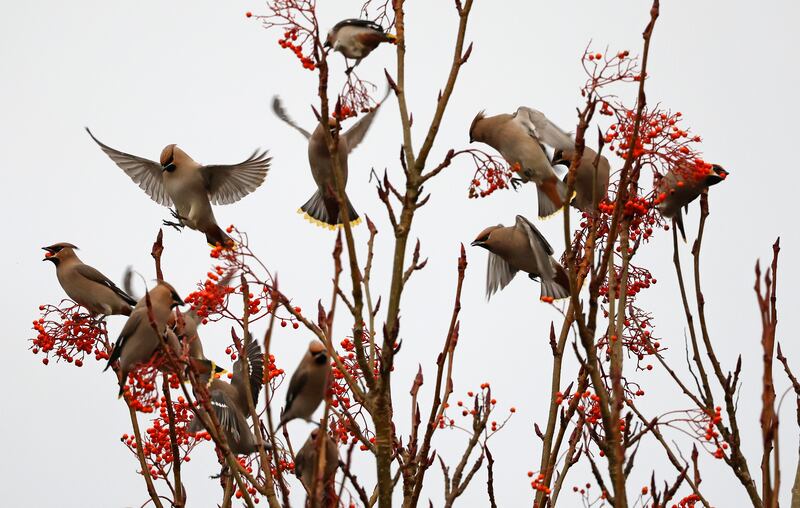 Waxwings in West Dublin, a winter visitor in variable numbers to urban areas, mainly to the north and east of Ireland. Photograph: Nick Bradshaw