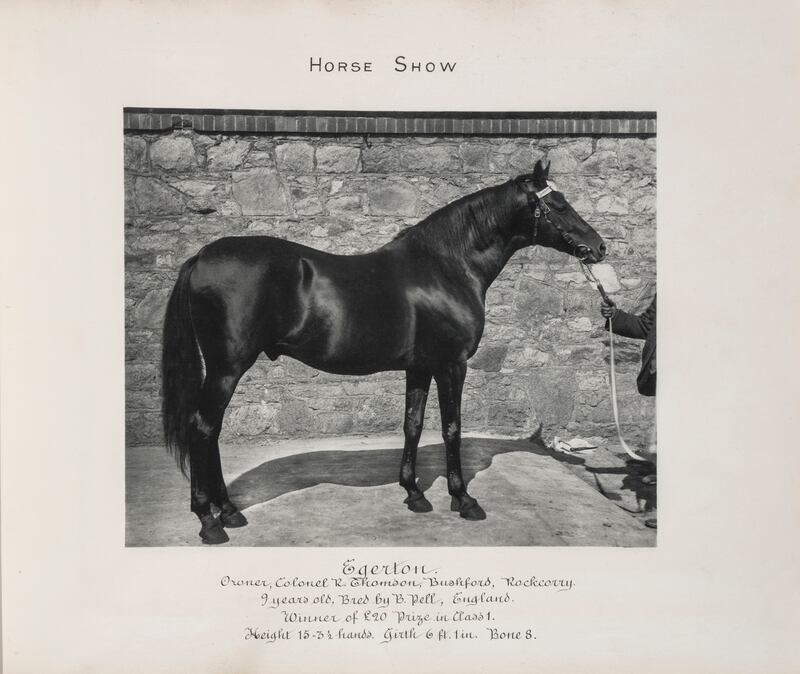 Egerton, winner of Class 1, Stallions, Dublin Horse Show, 1899