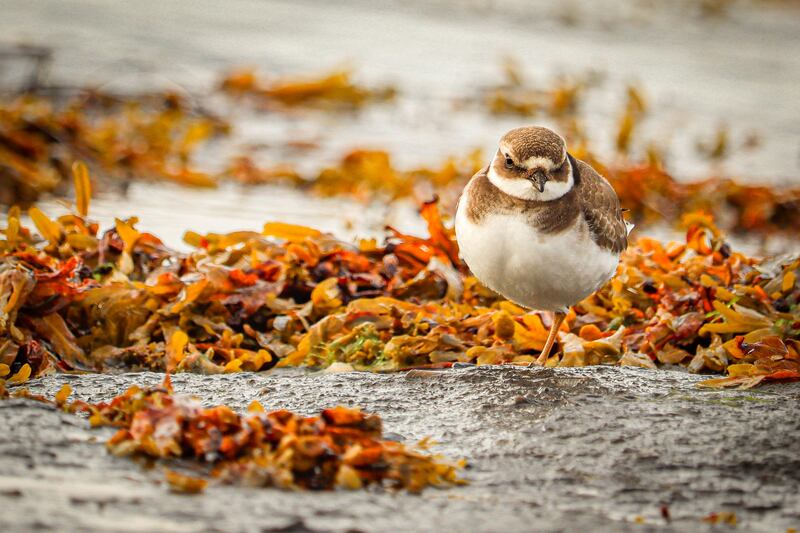 Caoimhe Tyndall was shortlisted in the Wildlife and the Coast category with ‘Ringed Plover’, taken in Bundoran, Co Donegal.
