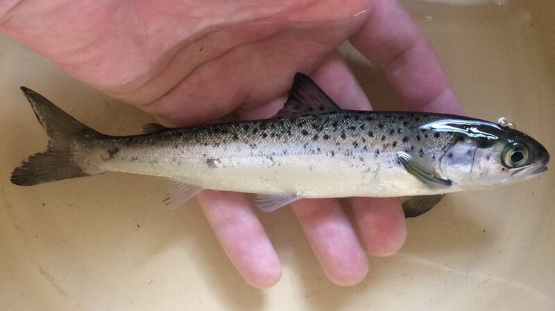 A salmon smolt.