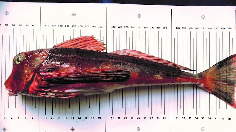 Streaked gurnard caught in Cork Harbour by Joe Cooney –  a rare species in Irish waters