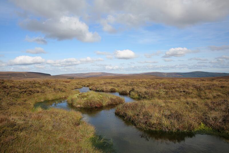 The Liffey Head Bog in the Wicklow Mountains. Photograph: Bryan O'Brien