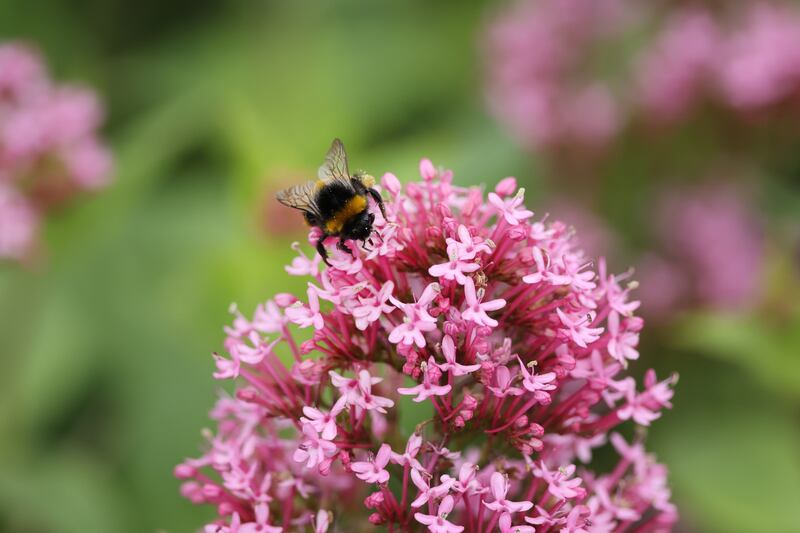 People and businesses all over the country are putting their hearts and souls into conservation projects, and their hands in their pockets to fund them, from local to national scales. Photograph: Nick Bradshaw
