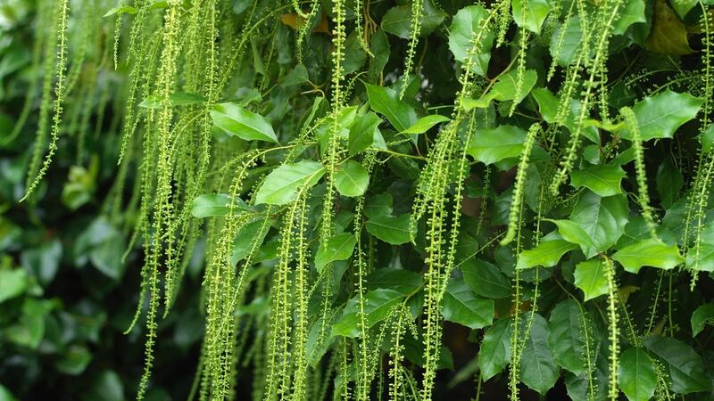 The lime-green tassels of Itea ilicifolia lighting up an Irish garden in summer. Photograph:   Richard Johnston