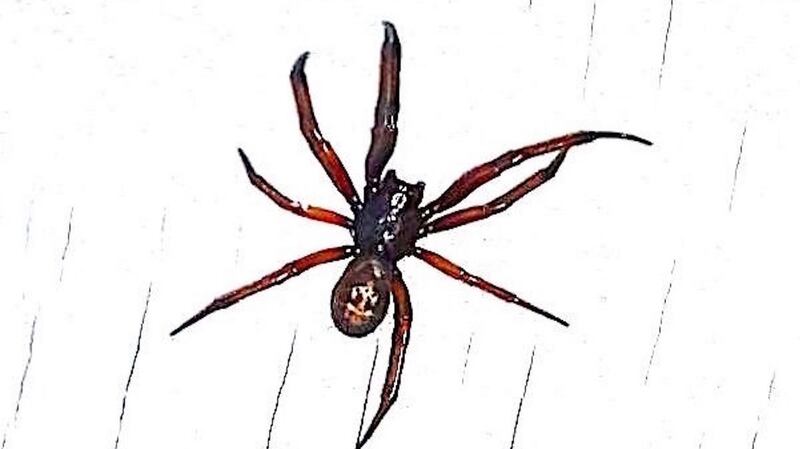 Giant house spider, Tegenaria spp, in Ringsend