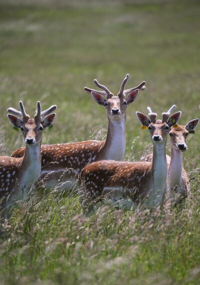 Adult fallow deer in Phoenix Park. Photograph: Crispin Rodwell
