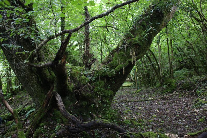 An old oak tree in Cahermurphy Oak Wood, a temperate rain forest remnant in the Slieve Aughty mountain range of East Clare and  South Galway. Photograph: Bryan O’Brien/The Irish Times 
